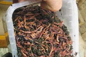 Калифорнийские черви и их разведение в домашних условиях как бизнес